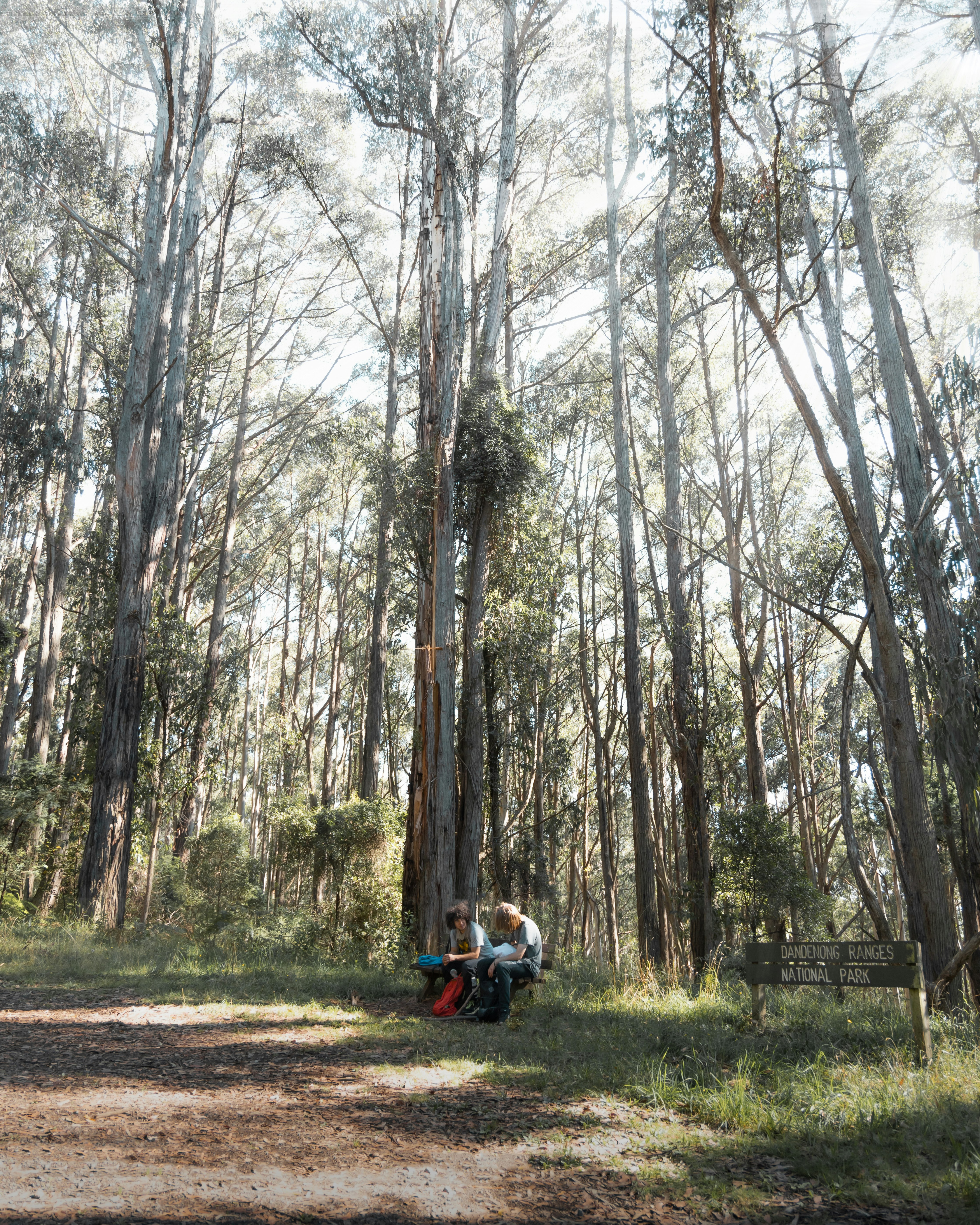 people riding on red and black motorcycle in forest during daytime